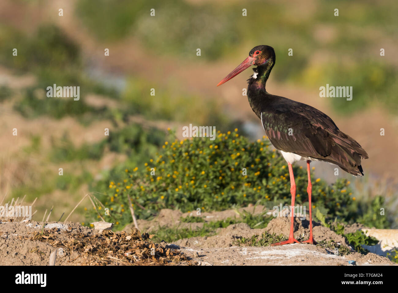 Adulto di cicogna nera (Ciconia nigra) in piedi sul bordo di un rurale campo agricolo in Spagna. Guardando sopra la sua spalla per evitare possibili pericoli. Visto su Foto Stock