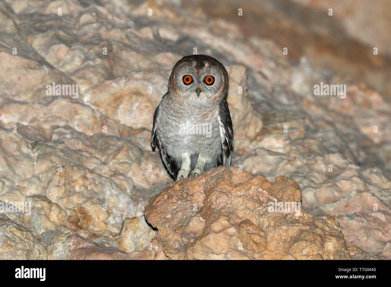 Deserto Allocco (Strix hadorami) Al Mughsayl in Oman. Seduto sulla roccia sul lato della scogliera di fronte. Foto Stock