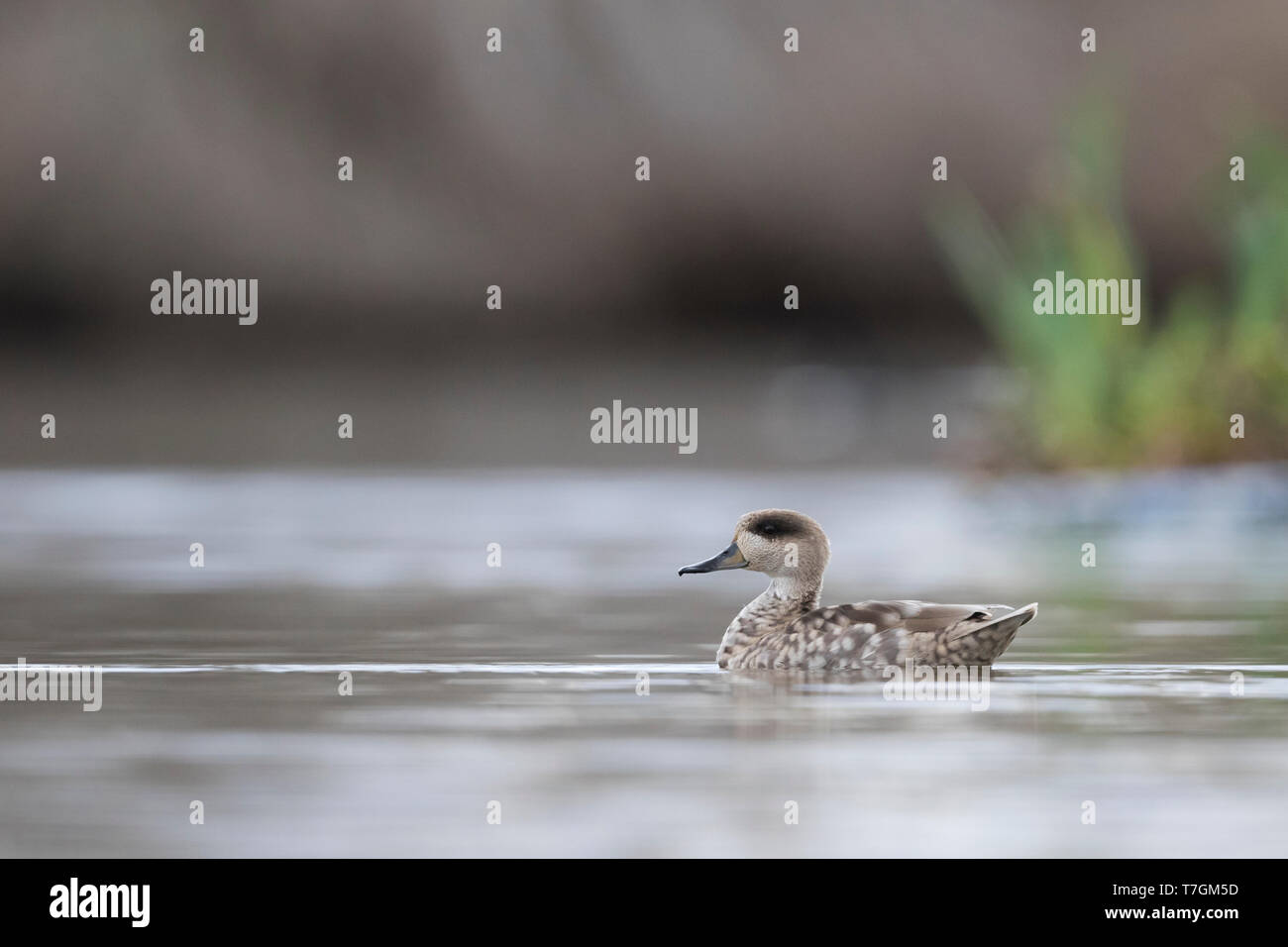 Femmina adulta in marmo (Teal marmaronetta angustirostris) svernamento in spagnolo zona umida. Vista laterale della piscina di uccelli su un lago con alcuni vegetazione shore Foto Stock