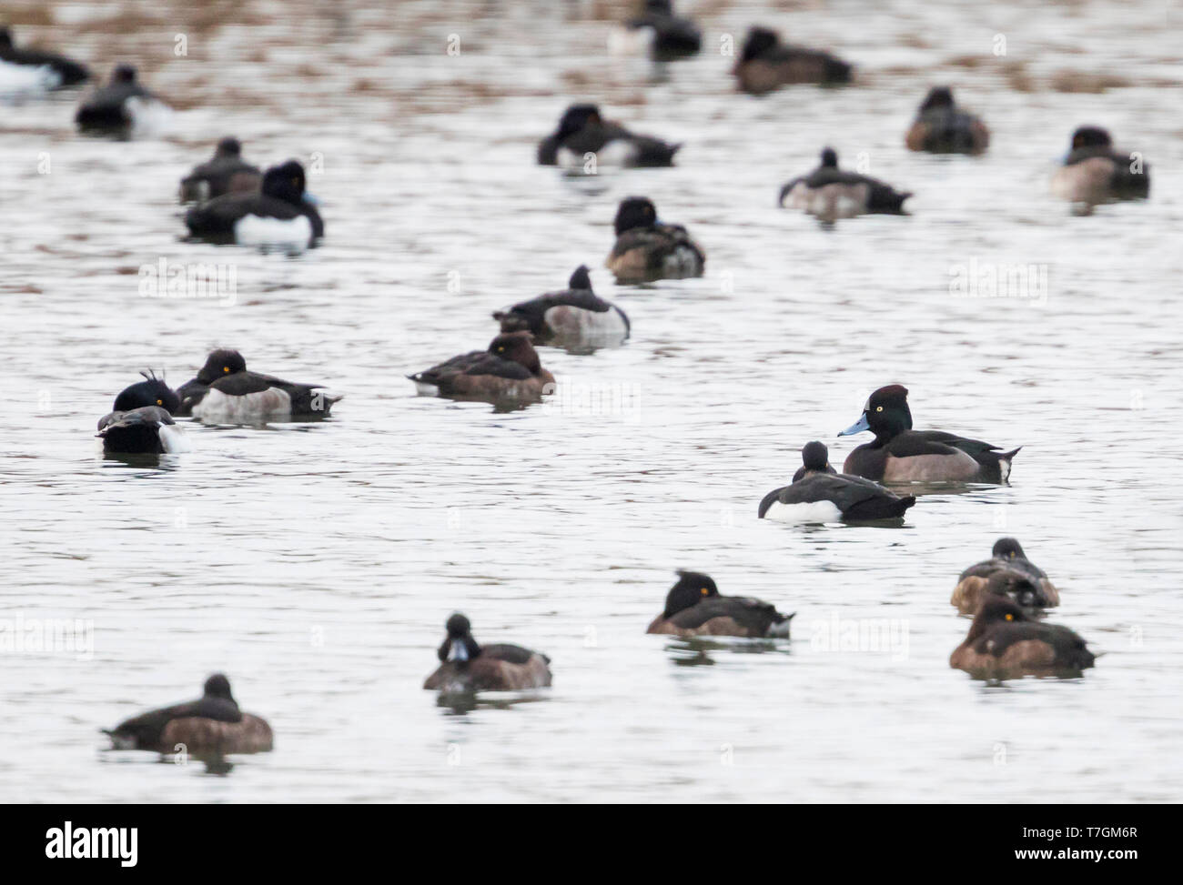 Hybrid Moretta x moretta tabaccata (Aythya fuligula nyroca x), Germania, maschio adulto nuoto tra altre anatre. Foto Stock