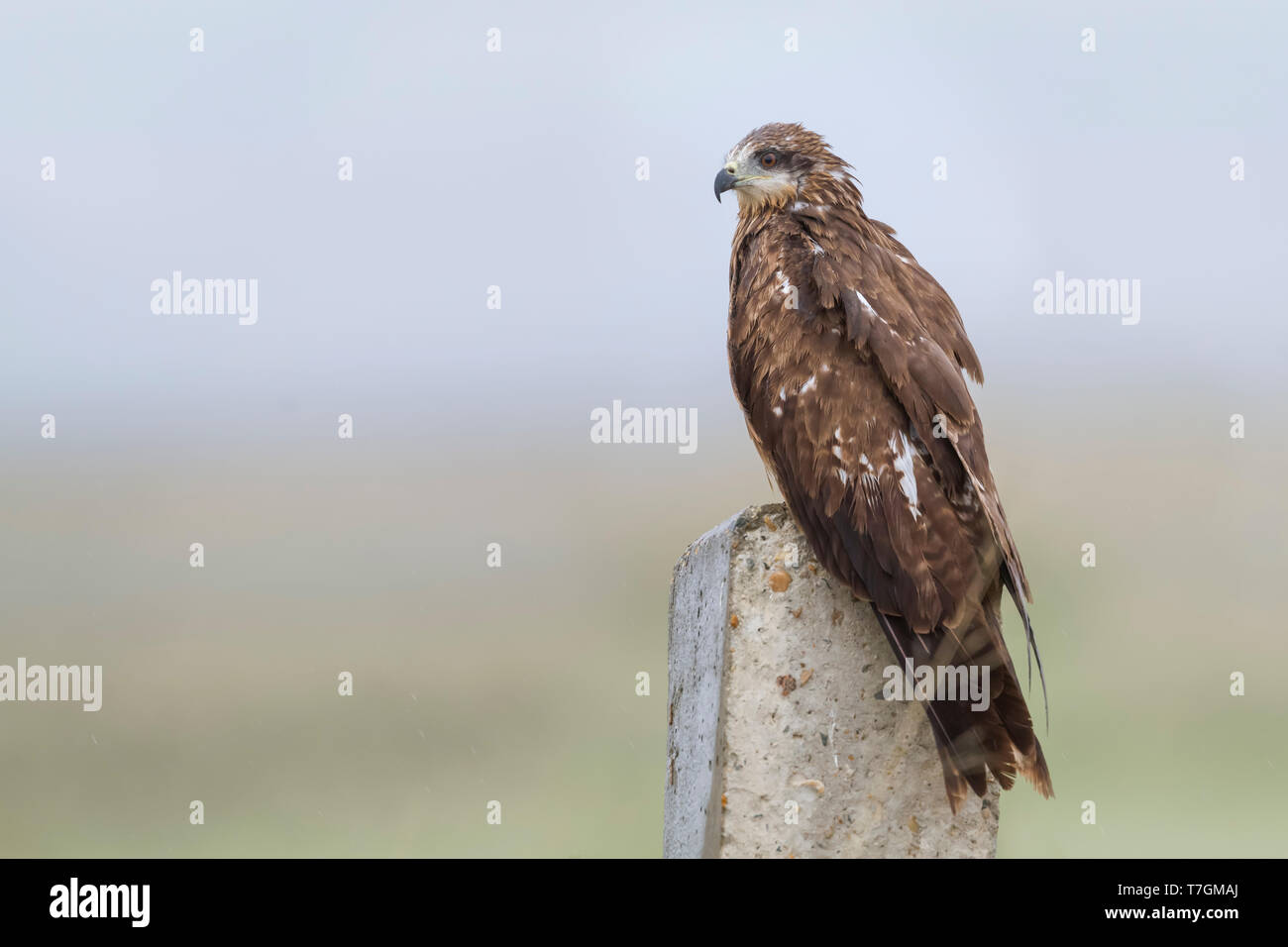 Hybrid (orientale) Nibbio bruno (Milvus migrans migrans x lineatus), Kazakistan, 2° cy Foto Stock