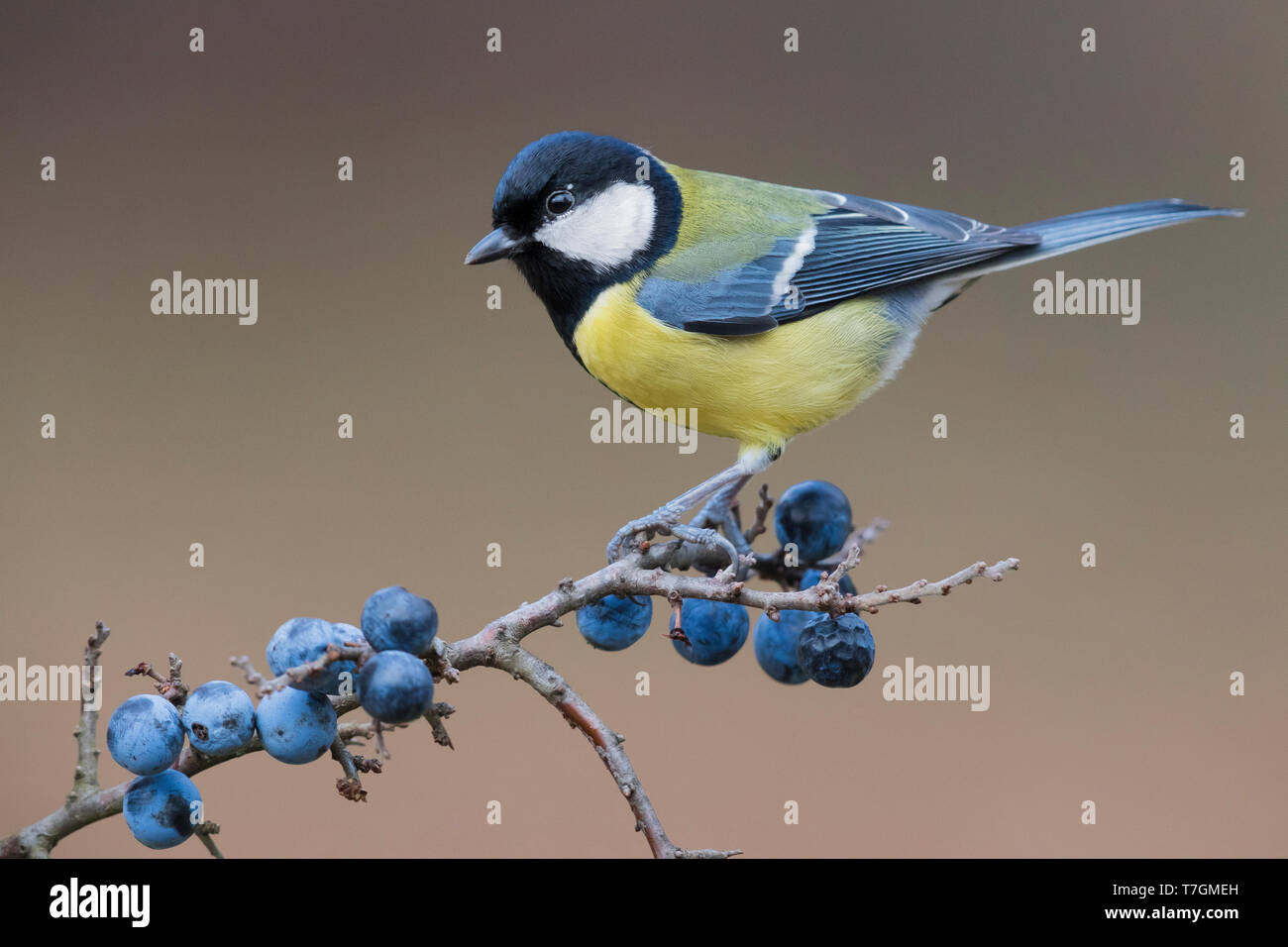 Cinciallegra (Parus major Afrodite), adulto in piedi sul ramo di prugnolo Foto Stock