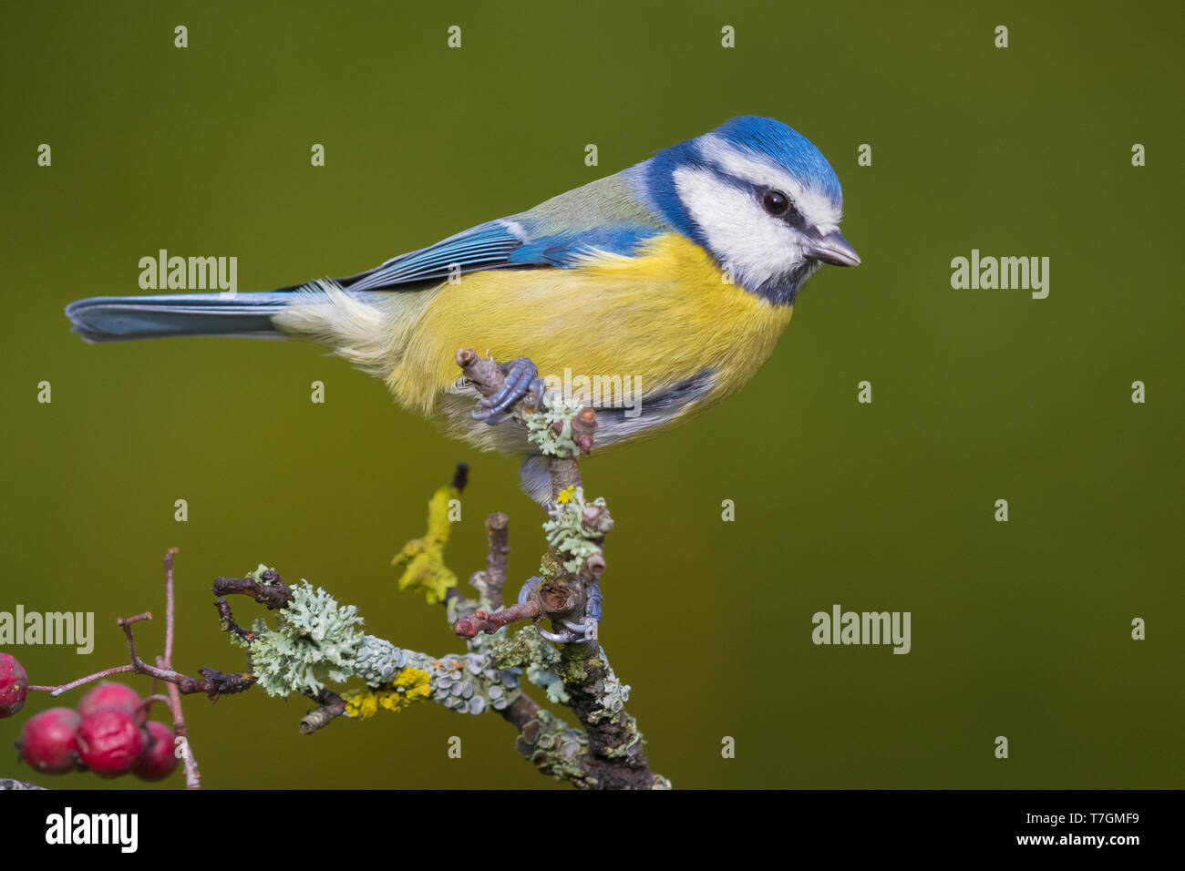 Tit blu (Cyanistes caeruleus), Adulto appollaiato su un ramo di biancospino con bacche Foto Stock