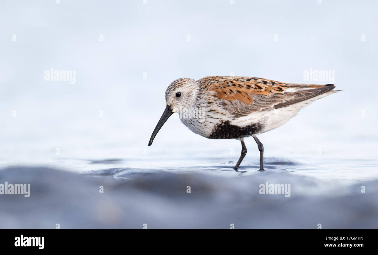 American Dunlin (Calidris alpina hudsonia) sulla spiaggia di La haute-Côte-Nord, Québec in Canada. Foto Stock