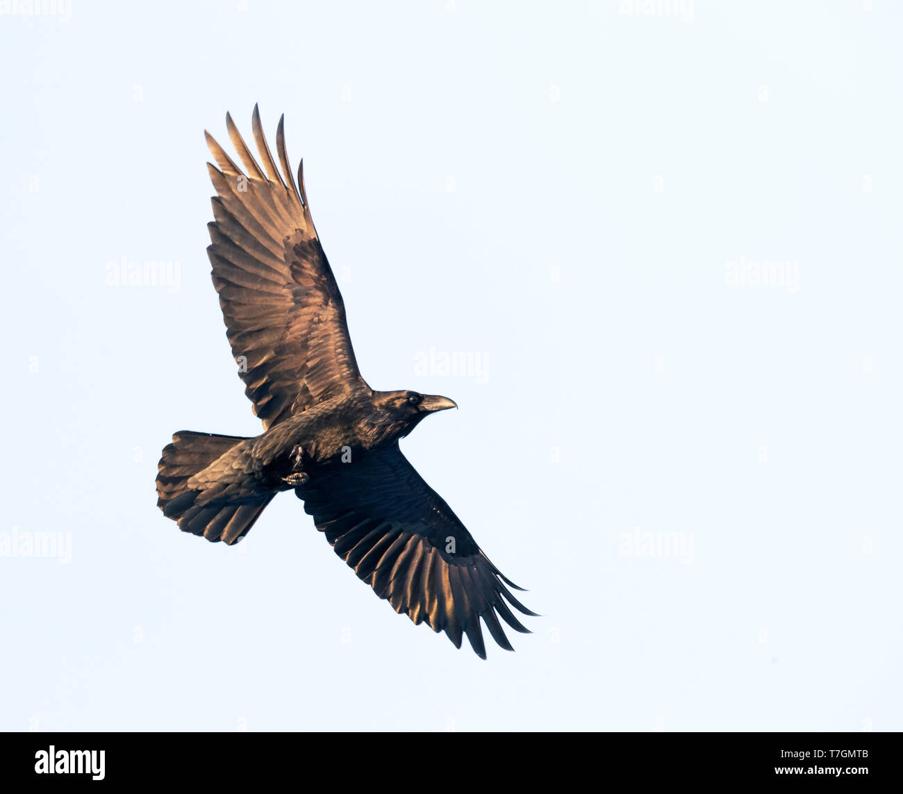 Comune di Corvo Imperiale (Corvus corax) in volo nel tardo pomeriggio nel nord della Norvegia durante il periodo invernale. Visto da sotto. Foto Stock