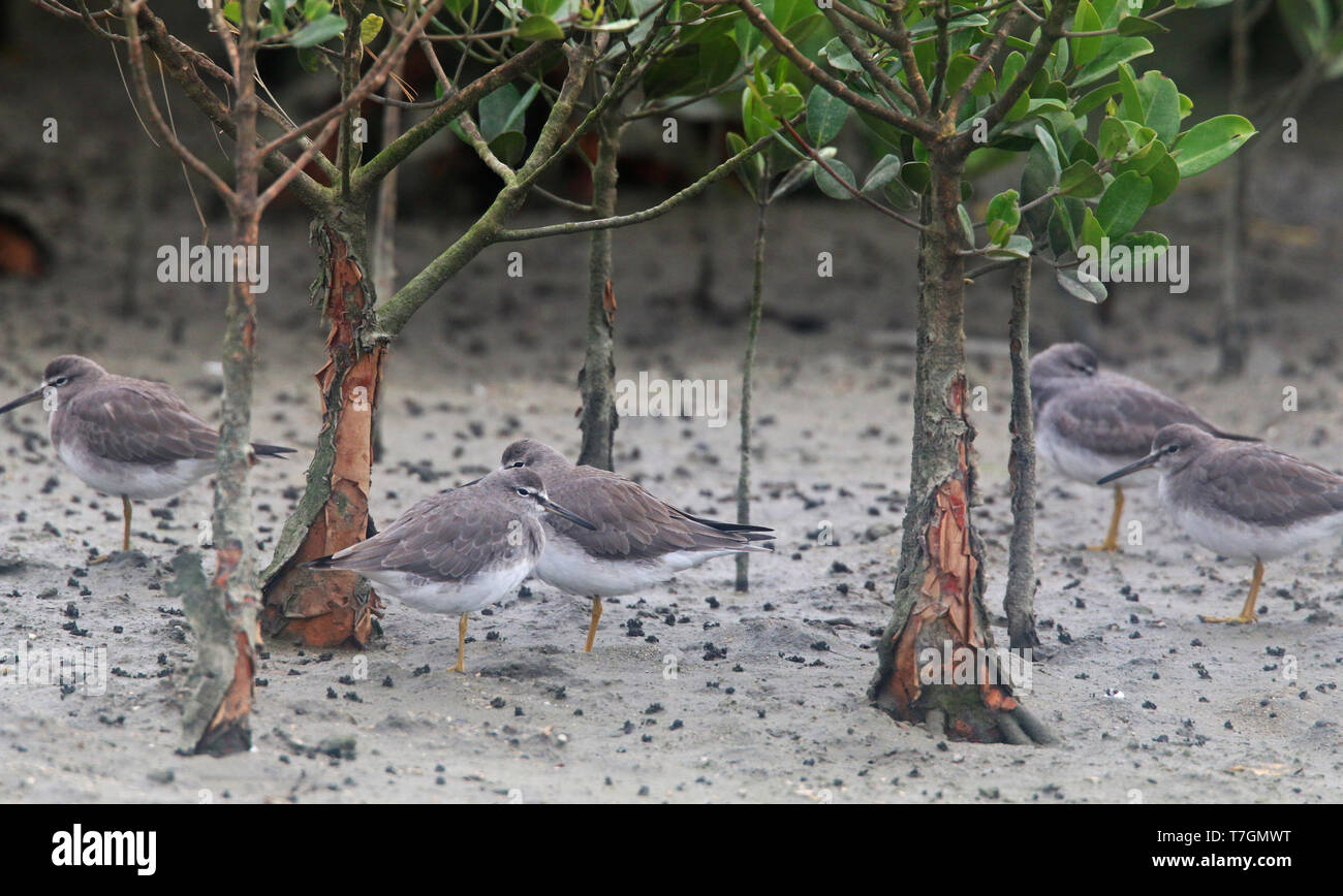 Piccolo gruppo di grigio-tailed Tattlers (Tringa brevipes) sono ' appollaiati di mangrovie di Okinawa in Giappone. Foto Stock