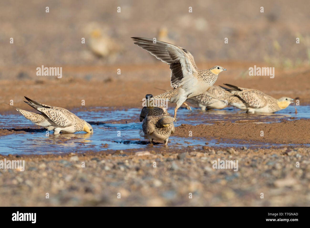 Avvistato Sandgrouse (Pterocles senegallus), piccolo gregge a bere piscina in Marocco Foto Stock