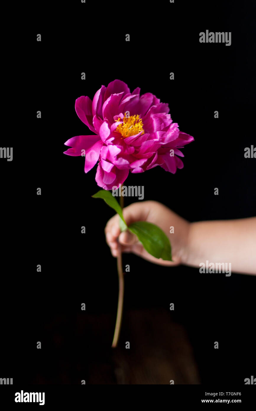 La Borgogna, rosso, rosso brillante Le Peonie - un fiore tenuto da un bambino la maniglia Foto Stock