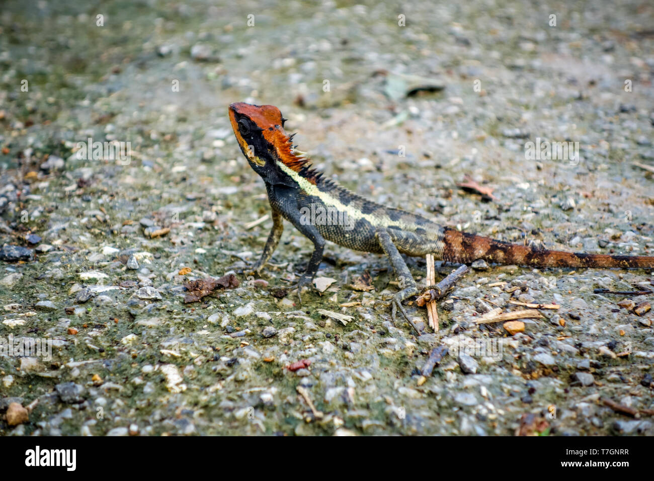 Crested Lizard nella giungla, Khao Sok National Park, Thailandia Foto Stock