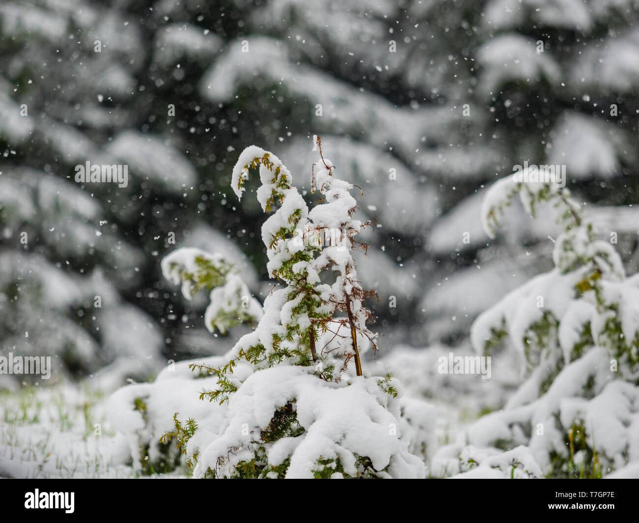 Tarda primavera neve nella foresta Foto Stock