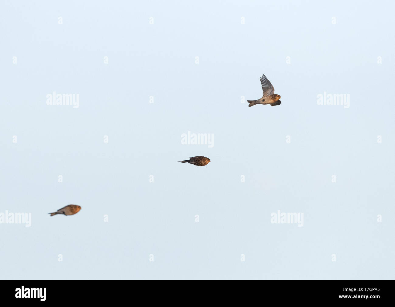 Inverno Twite (Carduelis flavirostris) nel Slufter su Texel in Olanda. Tre Twites in volo. Foto Stock