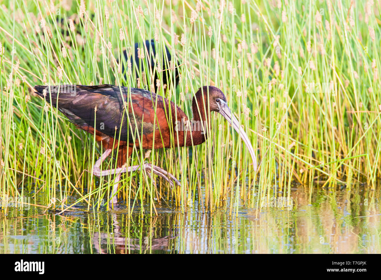 Adulto ibis lucido (Plegadis falcinellus) nella mattina presto luce sull'isola greca di Lesbo durante la migrazione a molla. Guadare attraverso una palude e reed Foto Stock