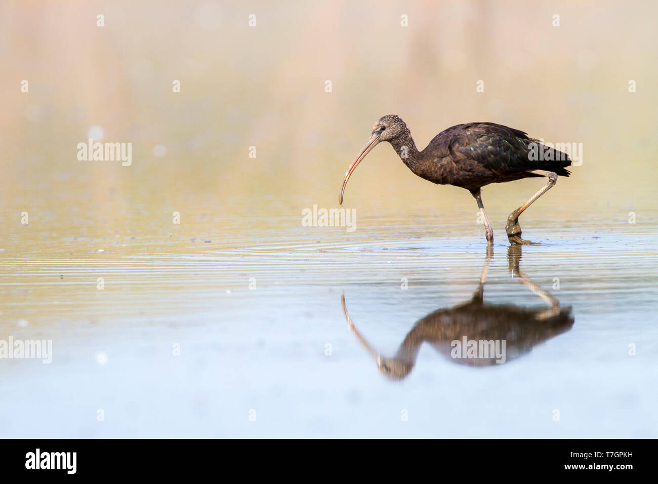 Ibis lucido, Plegadis falcinellus Foto Stock