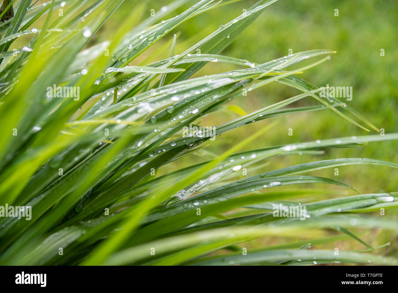 A seguito di una pesante pioggia, piccole goccioline di acqua nestle precariamente su una paglia di canne nei locali di un giardino a Carrickfergus, Irlanda del Nord. Foto Stock