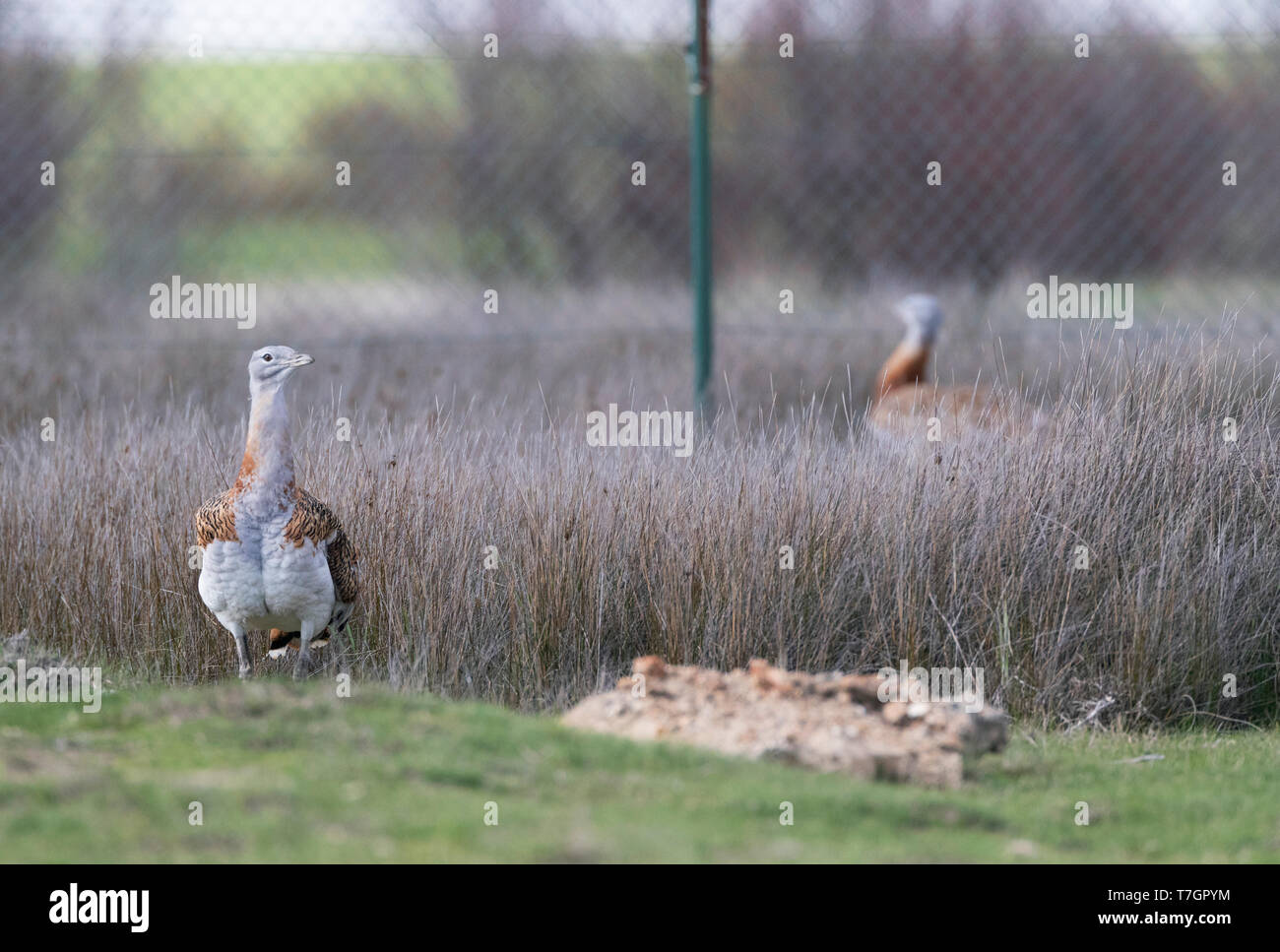 Grande (Bustard Otis tarda) in cattività nel Centro de Interpretación de la Naturaleza in Lagunas de Villafáfila, Zamora Castiglia e León, Spagna. T Foto Stock