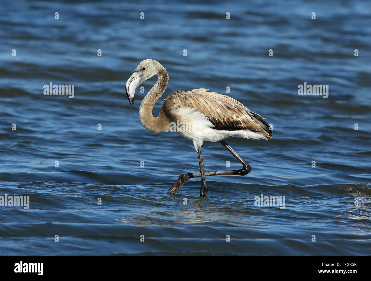 Bambino fenicottero maggiore (Phoenicopterus roseus) in piedi in acqua poco profonda a Hyères, Francia. Foto Stock