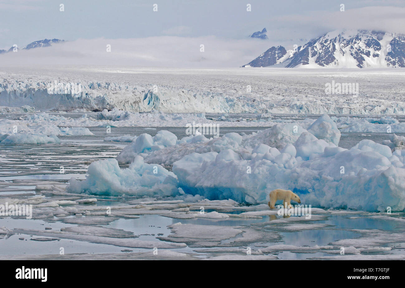 Orso polare (Ursus marinus) sulla banchisa Foto Stock