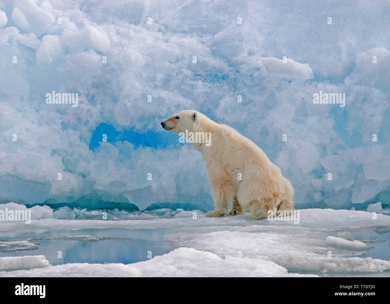 Orso polare (Ursus marinus) sulla banchisa Foto Stock