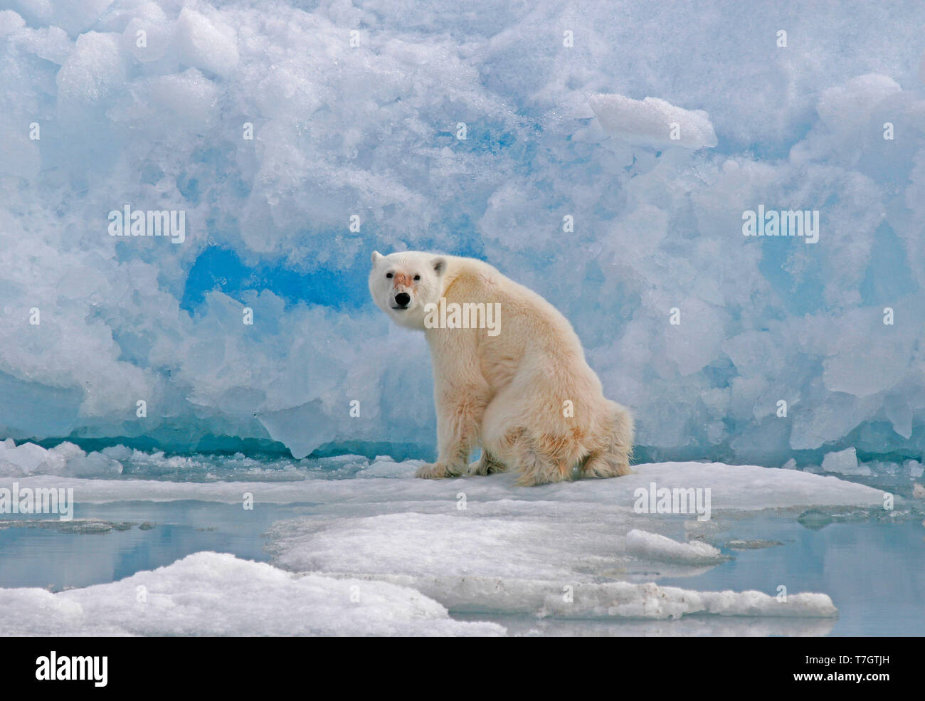 Orso polare (Ursus marinus) sulla banchisa Foto Stock