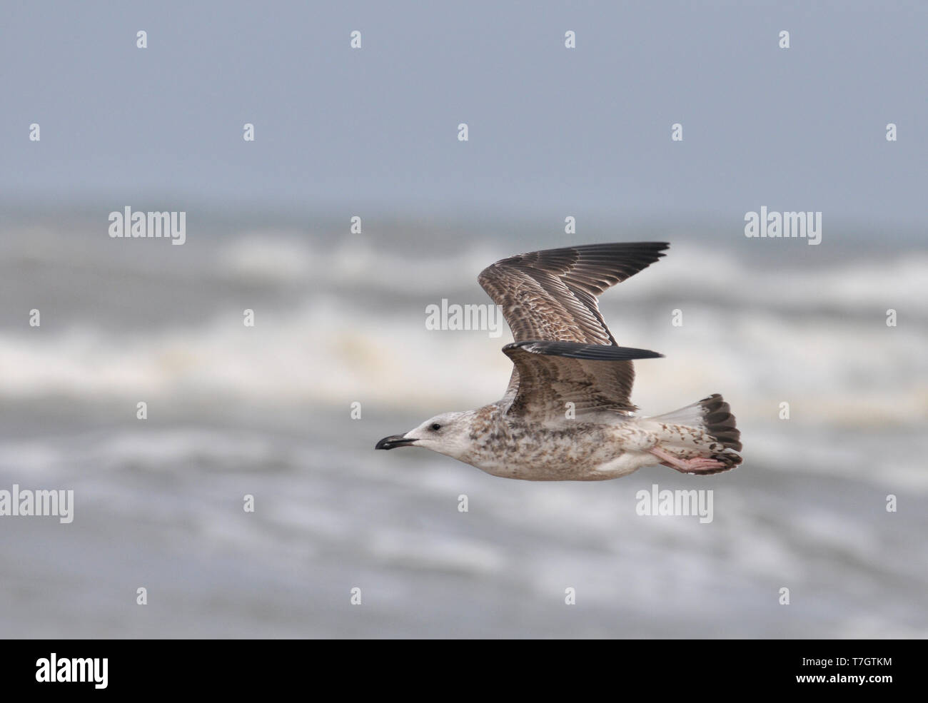 Primo-inverno Caspian Gull (Larus cachinnans) sulla spiaggia di Noordwijk in Olanda durante i primi di ottobre. Foto Stock