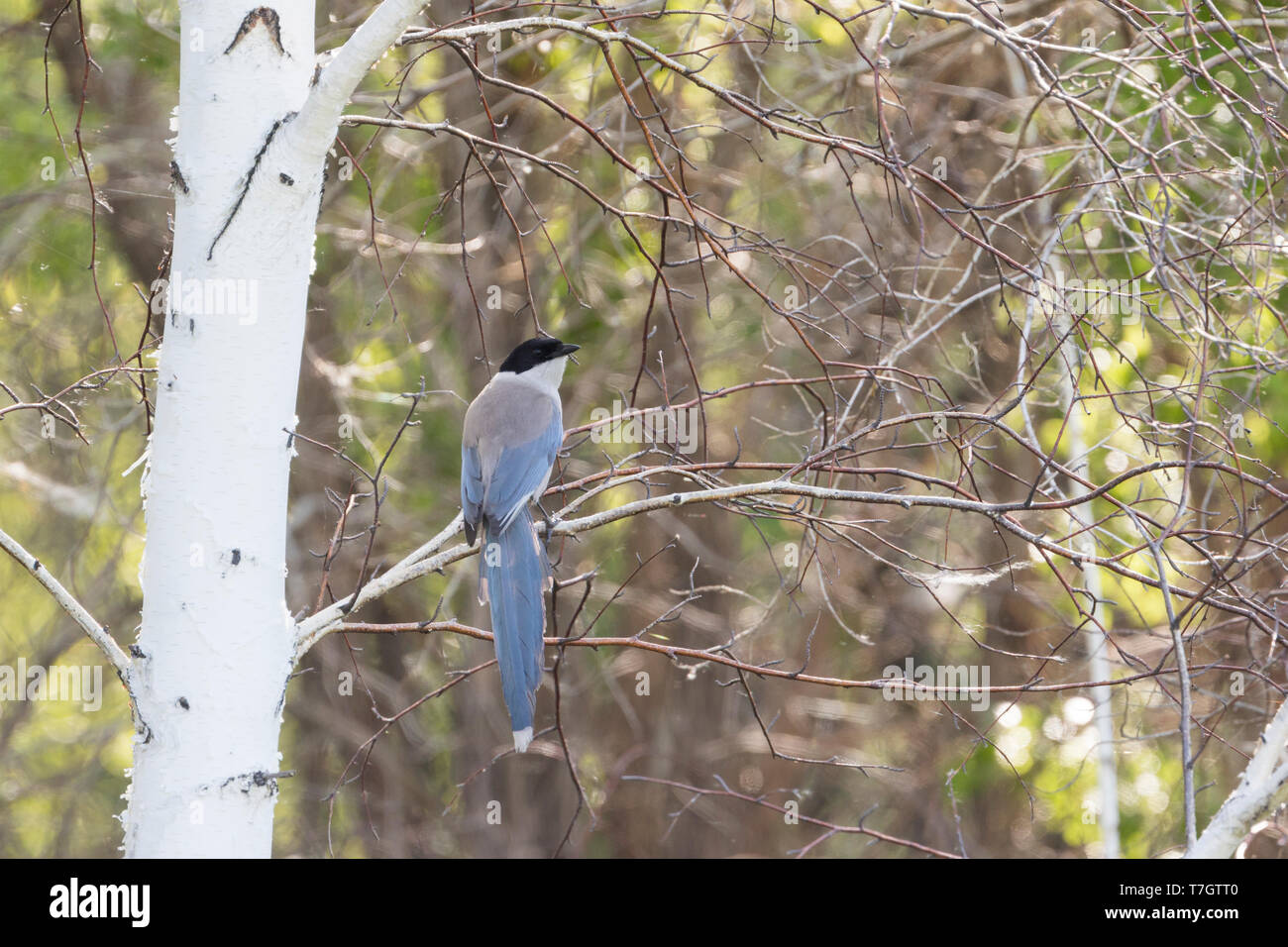 Asian azzurro-winged Gazza (Cyanopica cyanus cyanus), Russia (Baikal), Adulto arroccata su un albero in una foresta. Foto Stock