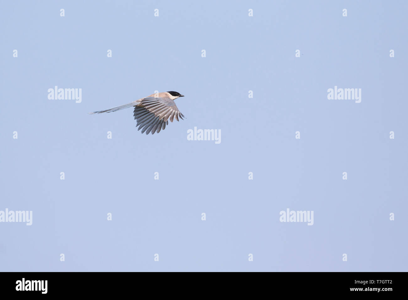 Asian azzurro-winged Gazza (Cyanopica cyanus cyanus), Russia (Baikal), adulto in volo visto dal lato. Volare contro un cielo blu come sfondo. Foto Stock