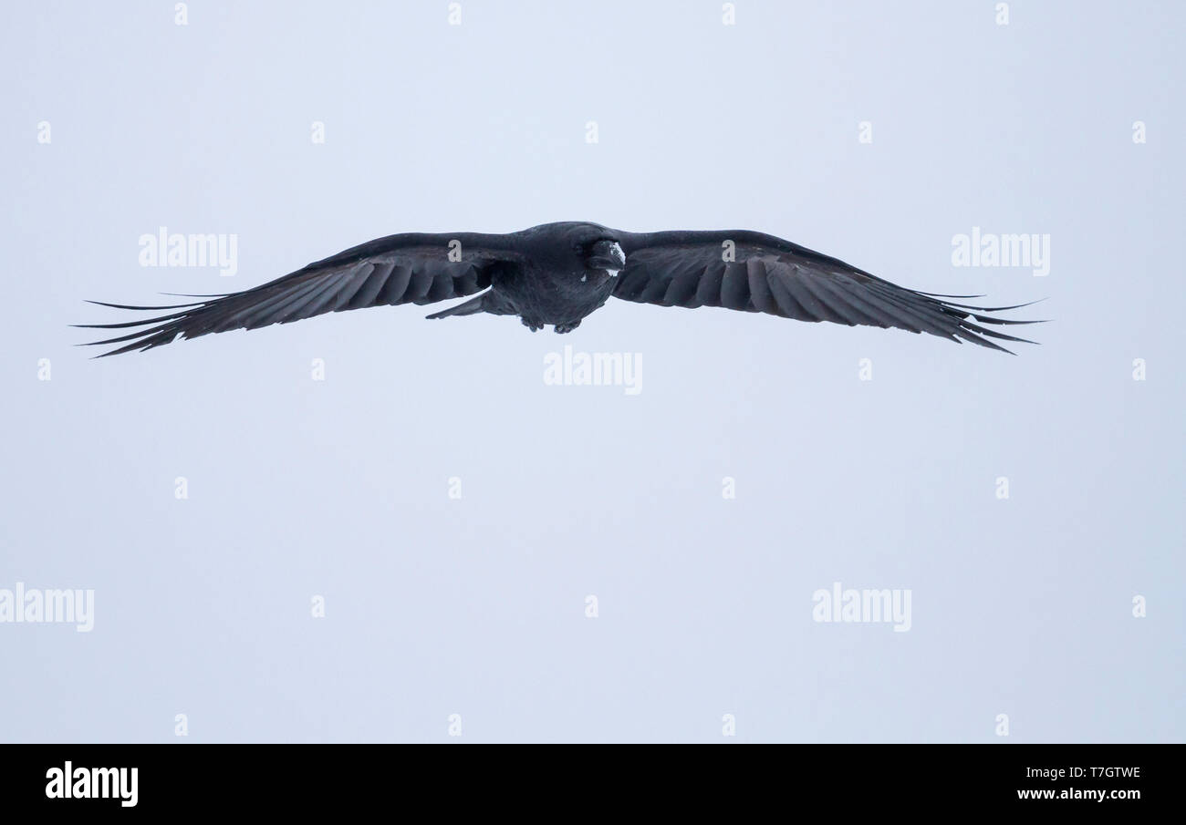 Comune di Corvo Imperiale (Corvus corax ssp. corax) in volo in una tempesta di neve nel nord artico Norvegia. Foto Stock