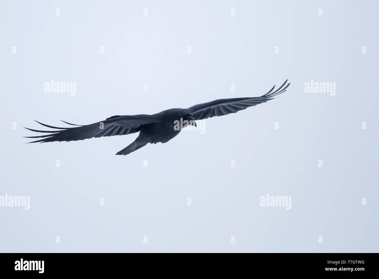 Comune di Corvo Imperiale (Corvus corax ssp. corax) in volo in una tempesta di neve nel nord artico Norvegia. Foto Stock