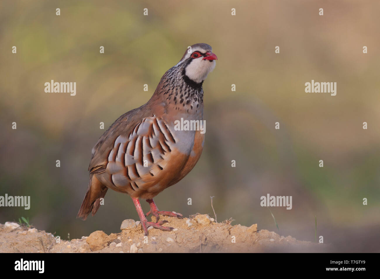 Maschio adulto pernici rosse (Alectoris rufa hispanica) in Portogallo. Chiamando al mattino presto da un pesce persico. Foto Stock