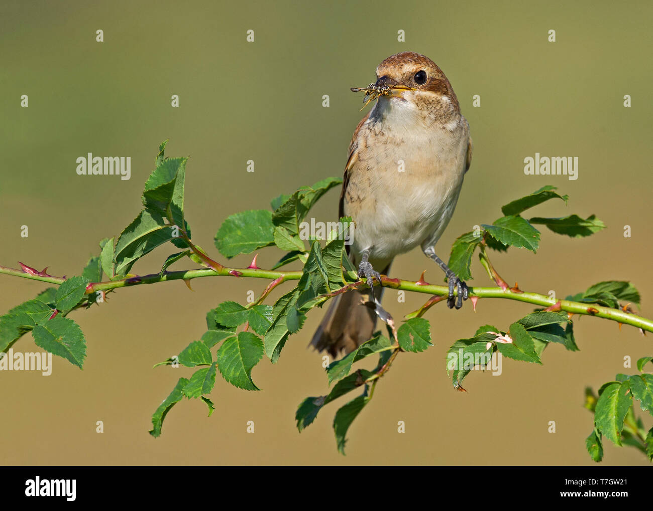 I capretti Red-backed Shrike Foto Stock