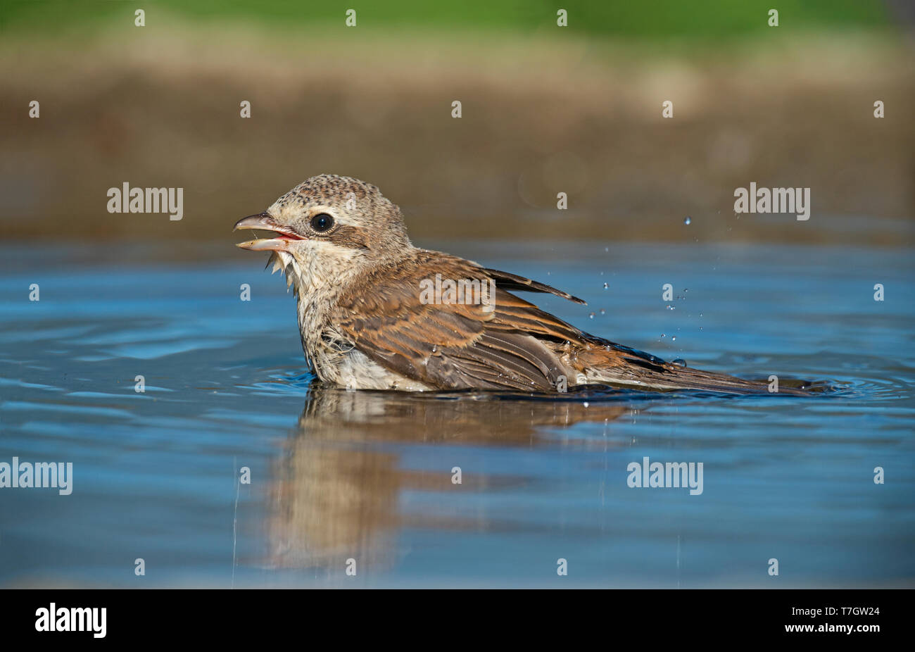 I capretti Red-backed Shrike Foto Stock