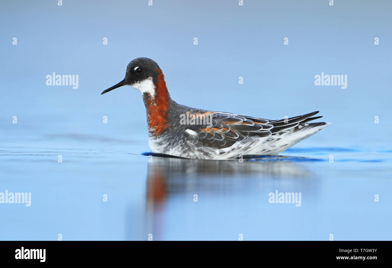 Rosso Colli (Phalarope Phalaropus lobatus) femmina adulta a Hyères, Francia. Foto Stock