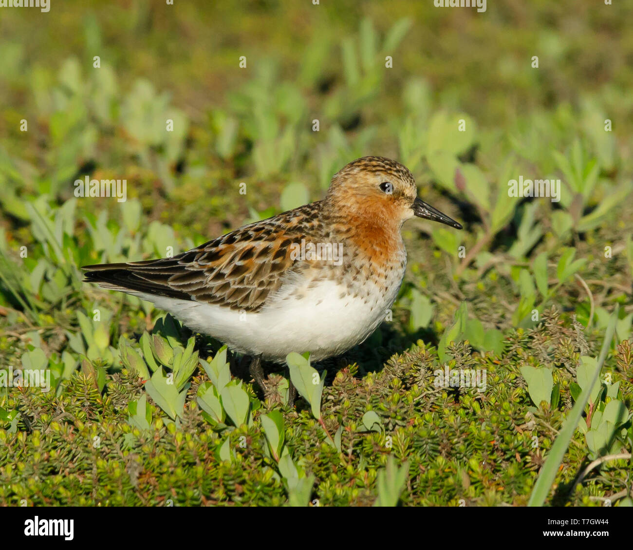 Adulto Rosso Colli (Stint Calidris ruficollis) in allevamento del piumaggio a tundra della penisola di Seward, Alaska, Stati Uniti d'America durante il mese di giugno 2018. Foto Stock