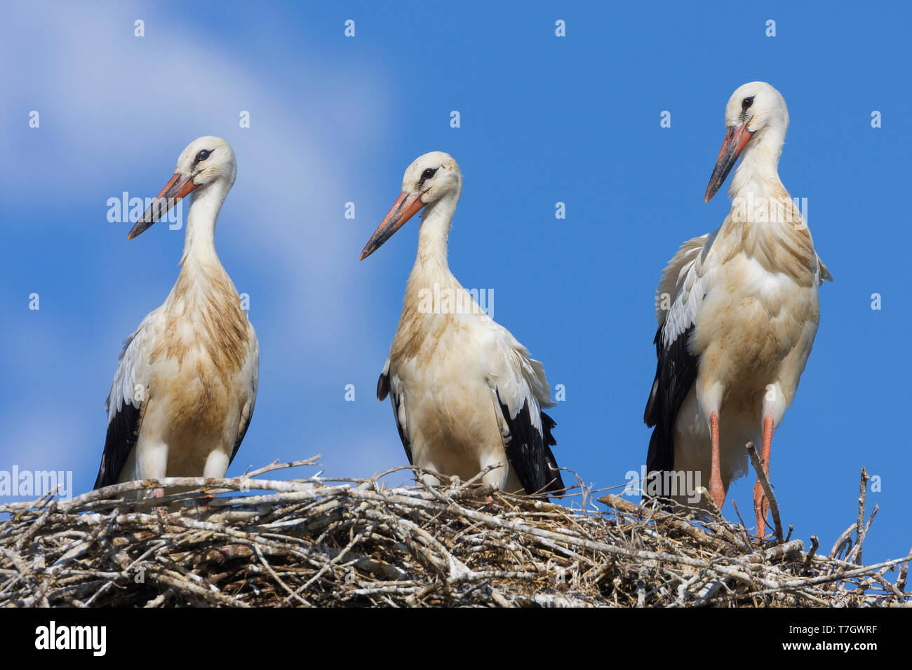 Cicogna bianca (Ciconia ciconia), tre ragazzi pronti per fledge in piedi sul bordo del nido Foto Stock