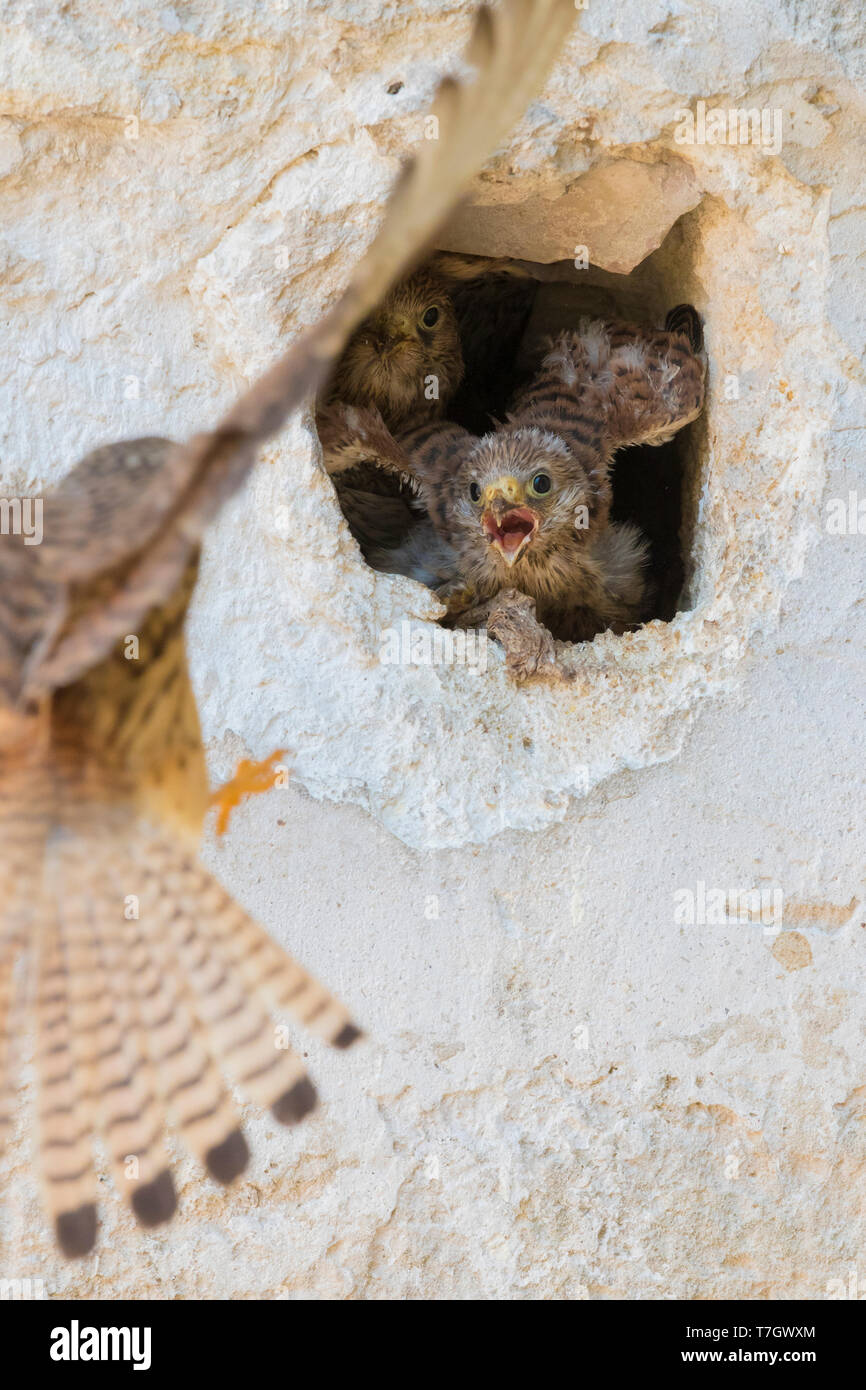 Grillaio (Falco naumanni), pulcini all'ingresso del nido su una parete a Matera Foto Stock