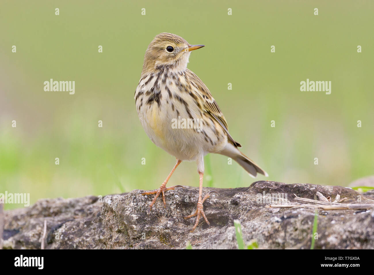 Meadow Pipit (Anthus pratensis), adulto in piedi sul suolo Foto Stock