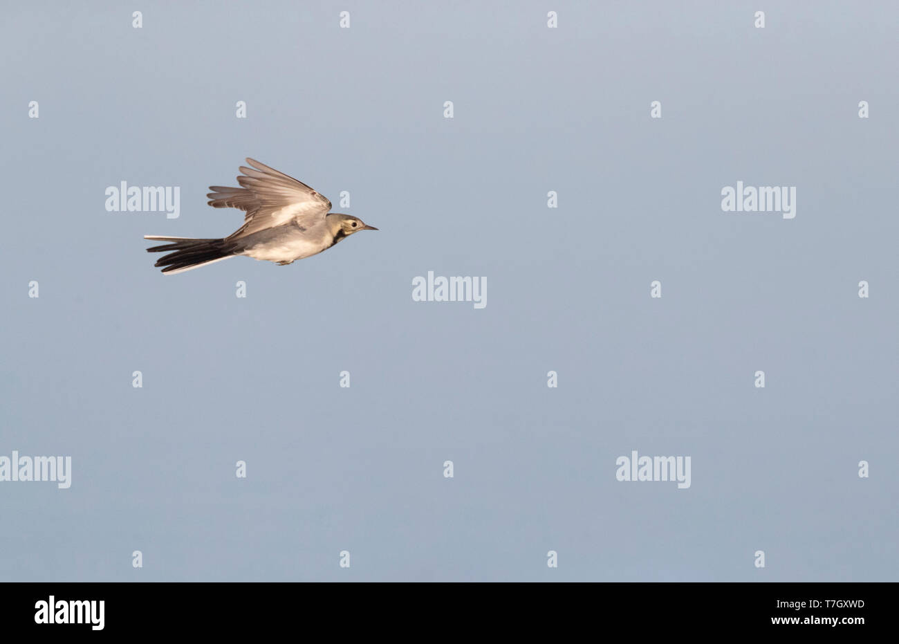 White Wagtail (Motacilla alba alba) durante la migrazione di autunno nel lago di Durankulak lungo la costa del mar nero nella parte settentrionale della Bulgaria. Foto Stock