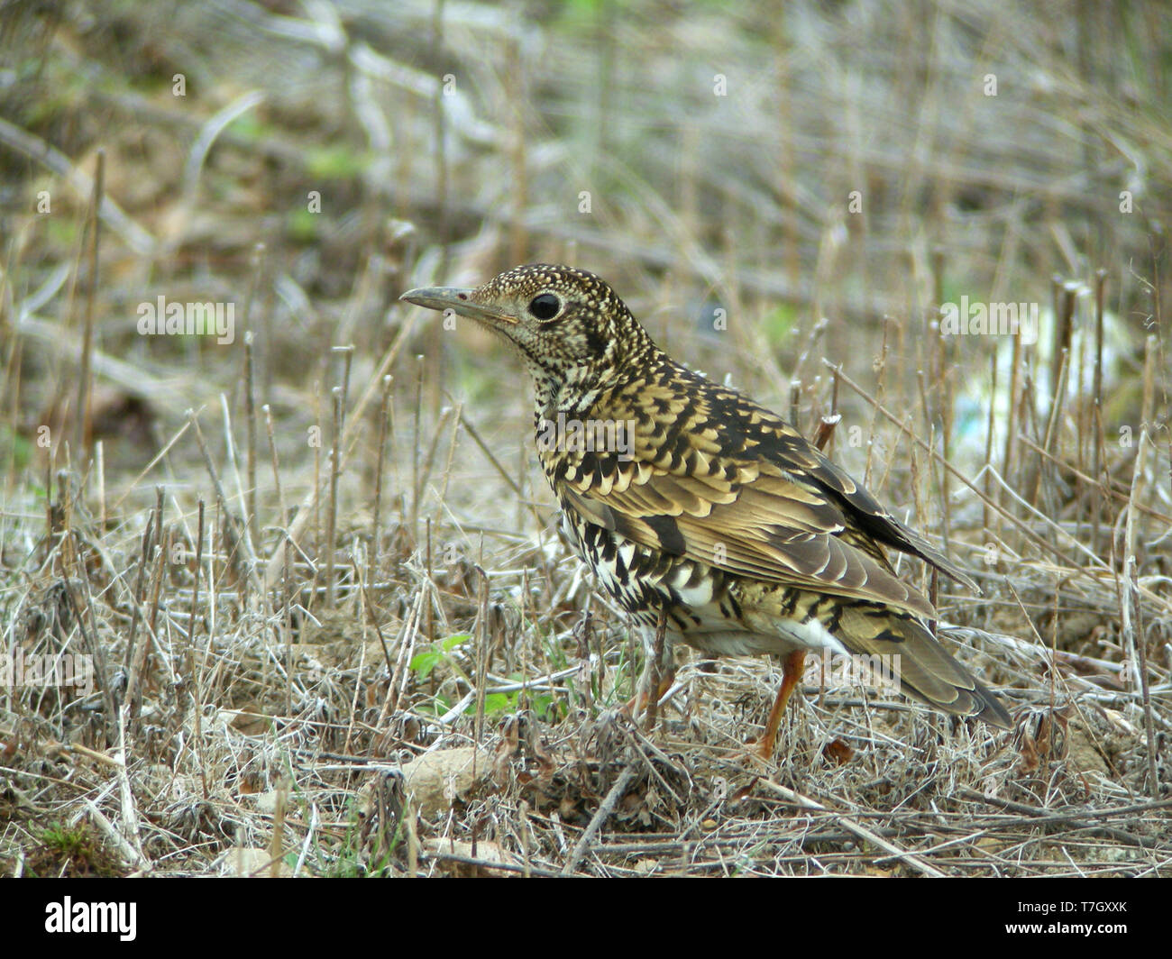 Adulto bianco Tordo (Zoothera aurea) durante la primavera su Heuksan fare in Corea del Sud. Foto Stock