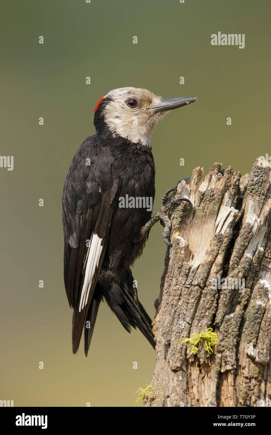 Adulto maschio bianco-headed Woodpecker (Leuconotopicus albolarvatus) Lago Co., Oregon, Stati Uniti d'America Agosto 2015 Foto Stock