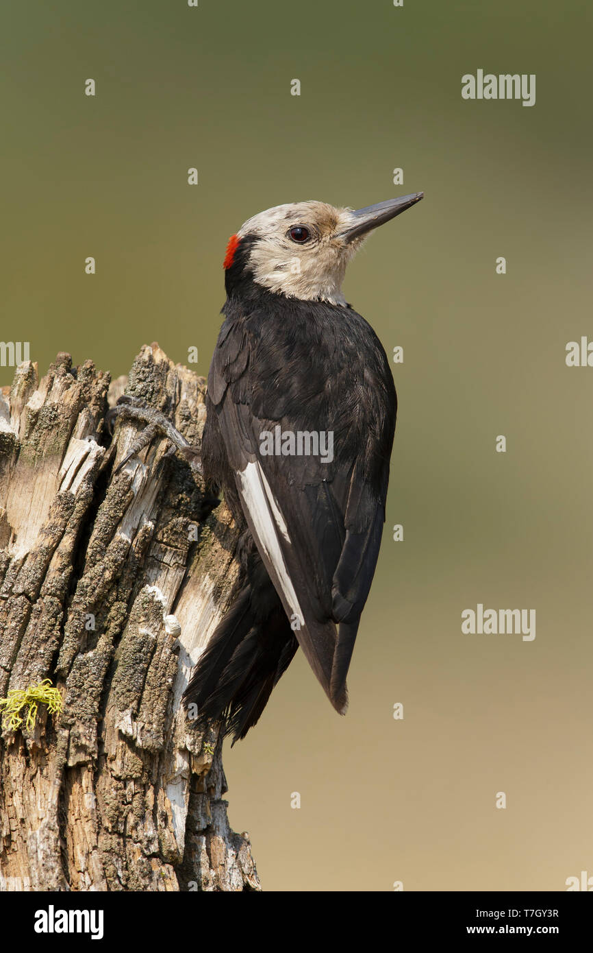 Adulto maschio bianco-headed Woodpecker (Leuconotopicus albolarvatus) Lago Co., Oregon, Stati Uniti d'America Agosto 2015 Foto Stock