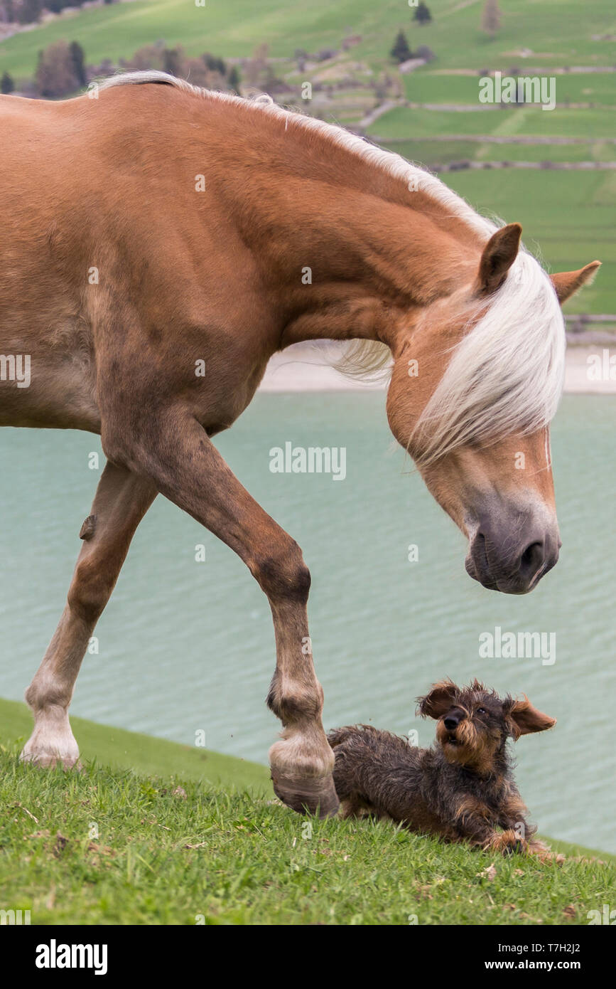 Cavalli di Razza Haflinger. Mare giocando con un filo a pelo Bassotto accanto a un lago. Alto Adige, Italia Foto Stock