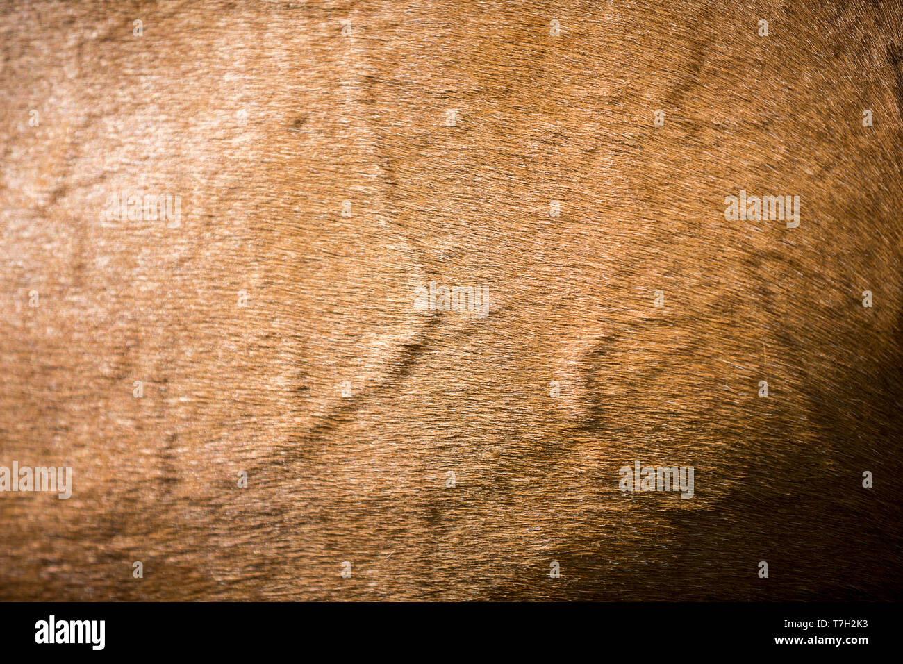 Trakehner. Close-up di bay coat con vene. Svizzera Foto Stock
