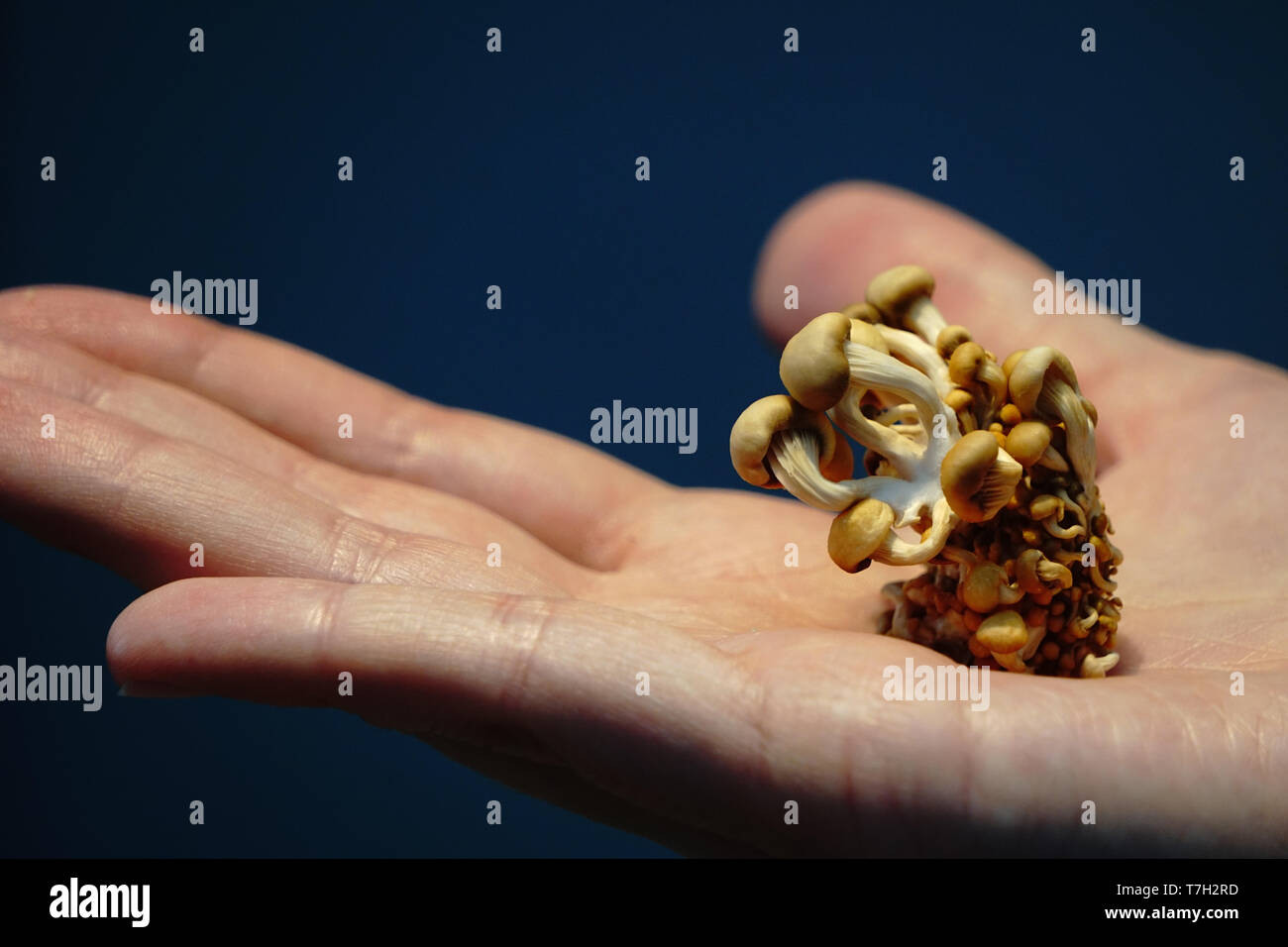 Re di funghi orecchioni cottura a casa Foto Stock