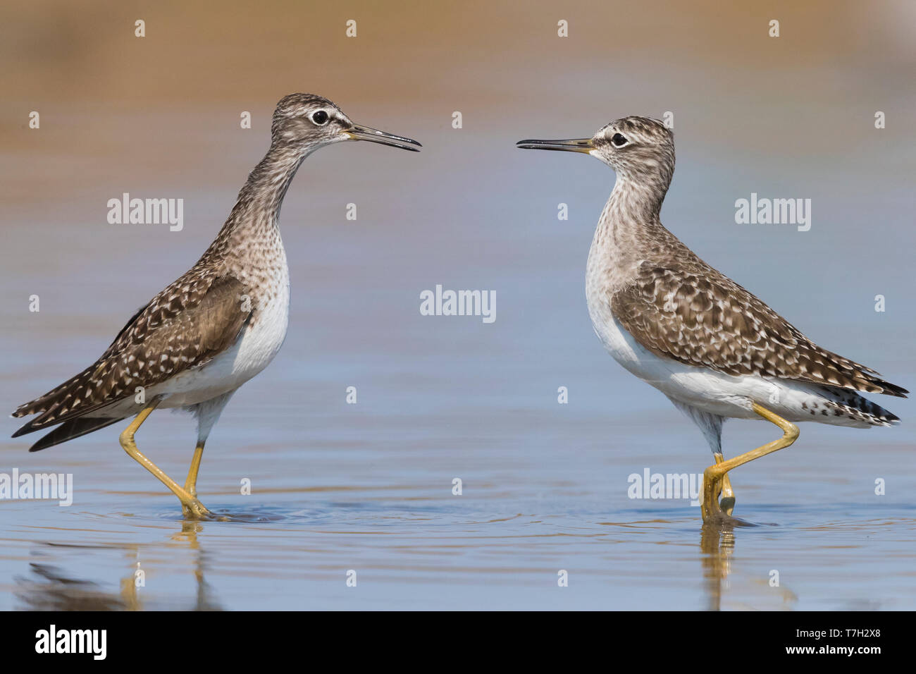 Wood Sandpiper (Tringa glareola), adulti tra loro affacciate Foto Stock