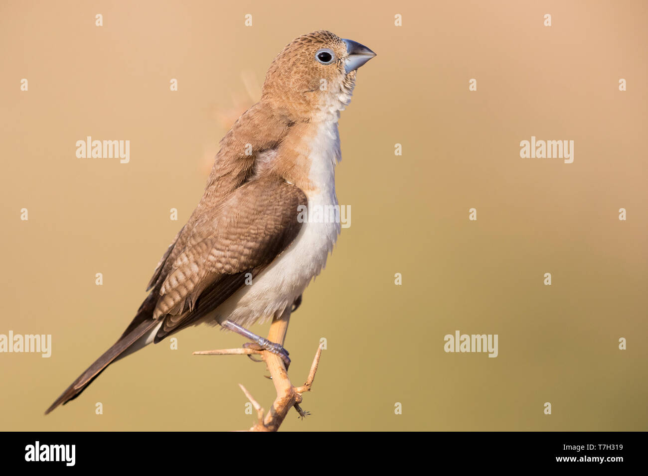 African Silverbill (Euodice cantans), il singolo individuo arroccato su di un ramo Foto Stock