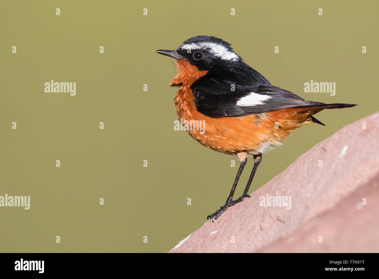 La Moussier Redstart (Phoenicurus moussieri), maschio adulto in piedi su una roccia Foto Stock