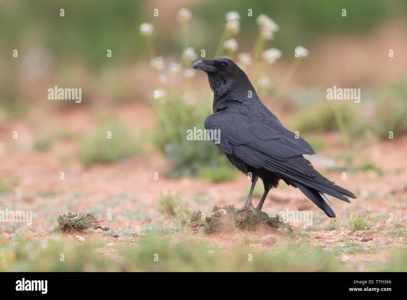 Nord Africana Corvo Imperiale (Corvus corax tingitanus), la vista laterale di un adulto in piedi sul suolo in Marocco Foto Stock