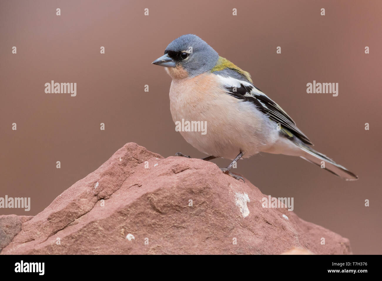 Comune (fringuello Fringilla coelebs africana), maschio adulto in piedi su una pietra in Marocco Foto Stock