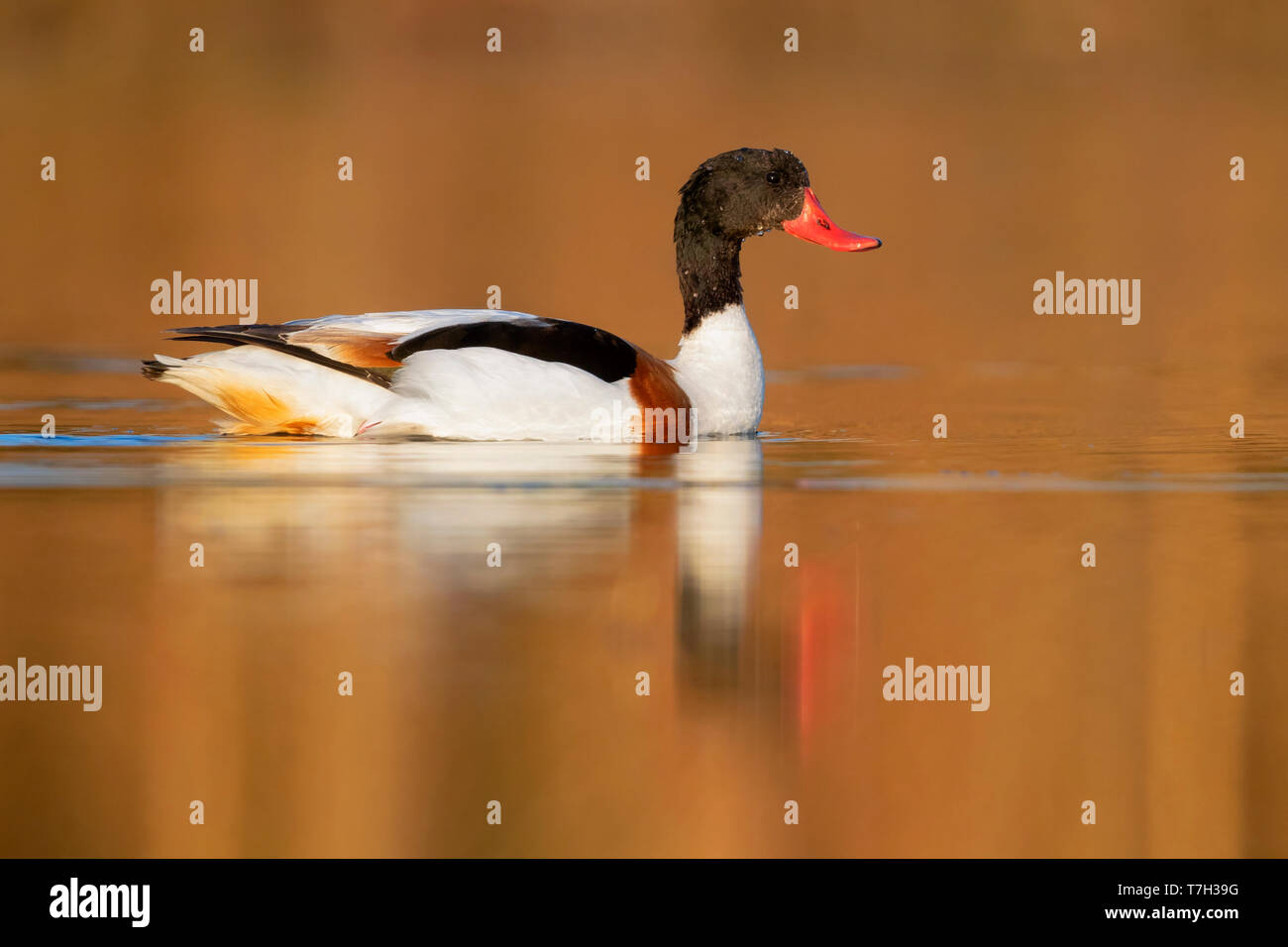 Shelduck comune (Tadorna tadorna), la vista laterale di un maschio immaturo nuotare in un lago Foto Stock