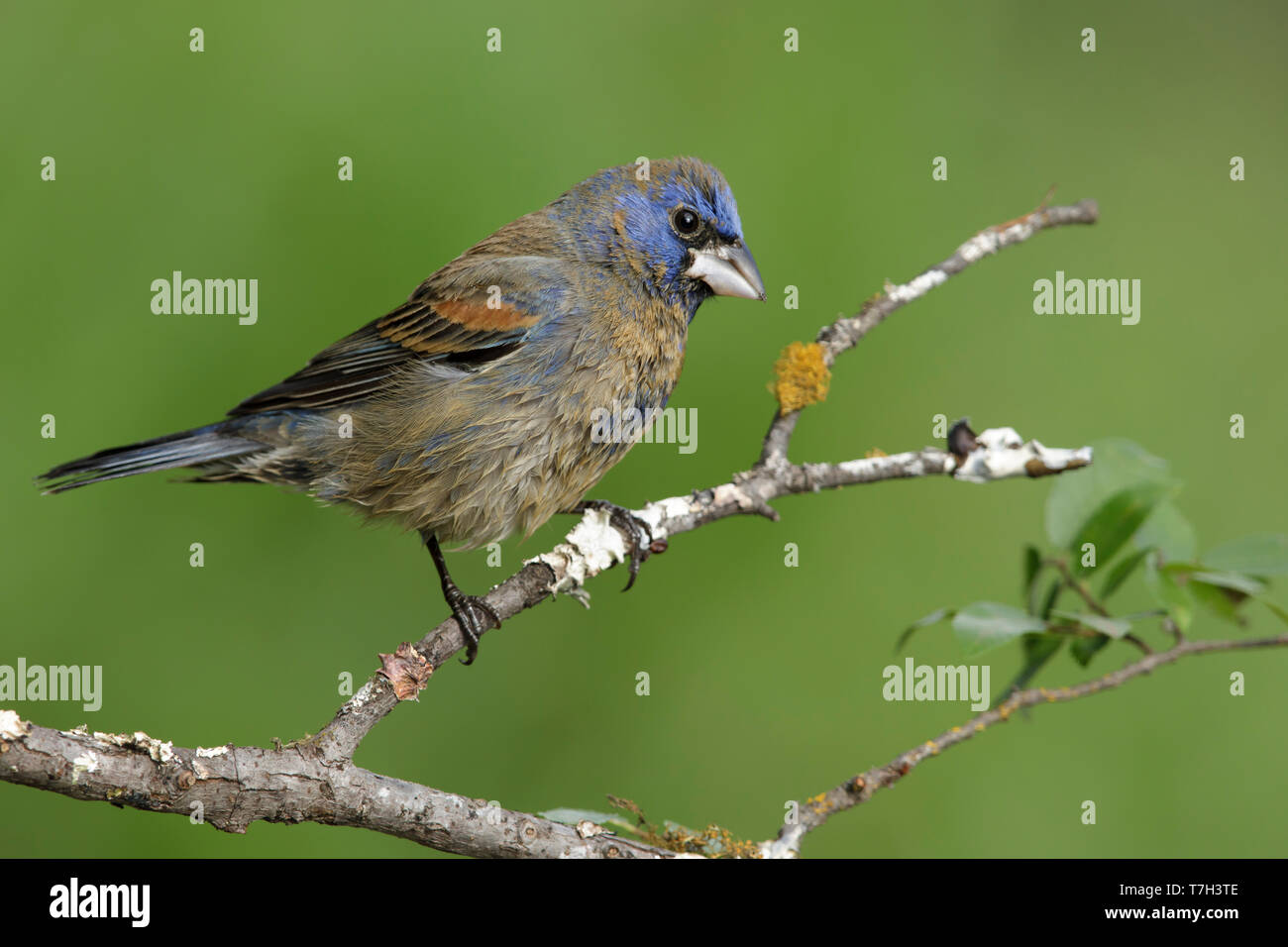 Maschi adulti Grosbeak blu (Passerina caerulea) in transizione all allevamento del piumaggio. Galveston Co., Texas, Stati Uniti d'America. Aprile 2017 Foto Stock